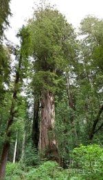 coast-redwood-iluvatar-gregory-g-dimijian-md.jpg
