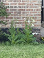 IMG_4722.jpeg