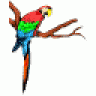 Parrot