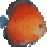 kohaku