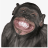 AngryChimp