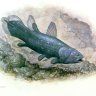 Coelacanth