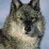 Grey_Wolf