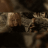 MrsEowynBrandybuck