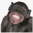 AngryChimp
