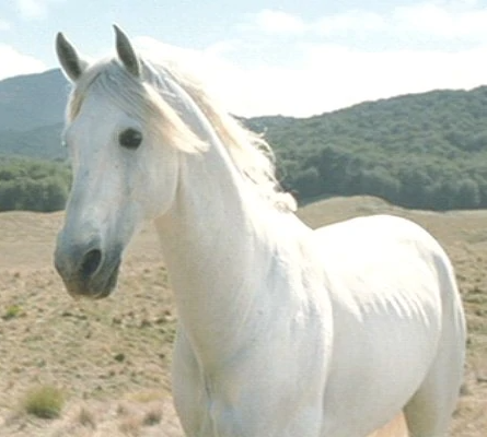 Shadowfax in film series.